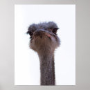 Search for ostrich posters Animal