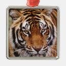 Search for bengal cat christmas tree decorations Animal