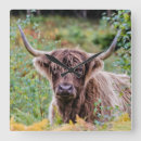 Search for cow clocks Hairy