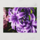 Search for blue hyacinth postcards Flowers