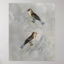 Search for aviary posters Perched