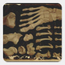 Search for anatomical square stickers Aquapendente