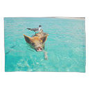 Search for swimming pig Bird
