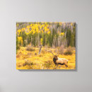 Search for bull canvas prints Danita delimont