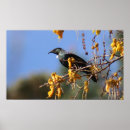 Search for tui posters Nature