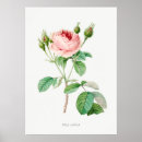 Search for vintage rose posters Illustration
