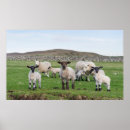 Search for three animals posters Curiosity