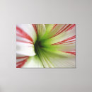 Search for amaryllis art Garden