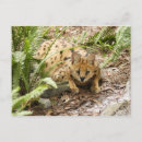 Search for serval postcards Animal