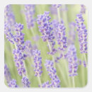 Search for lavendar stickers Plant