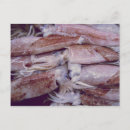 Search for cuttlefish postcards Squid