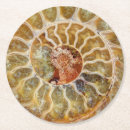 Search for fossil coasters Ammonite