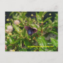 Search for leaf insect postcards Butterfly