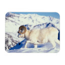 Search for herbivorous magnets Animal