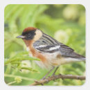 Search for an adult stickers Bird