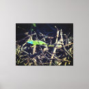 Search for lizards canvas prints Nature