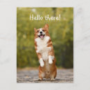 Search for funny corgis postcards Humour