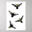 Search for natural history art Insect