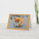 Search for cuddly cards Cat