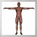 Search for muscle man posters Anatomy