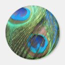 Search for blue peacock magnets Bird