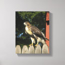 Search for talons art Bird