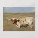 Search for beef cattle postcards Horn
