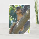 Search for squirrel hello cards Nature