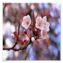 Search for white cherry blossom tree posters Pink
