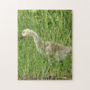 Search for goslings puzzles Geese