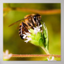 Search for nectar art Honeybee