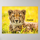 Search for cheetah posters Zoo