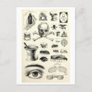 Search for skull illustration postcards Halloween
