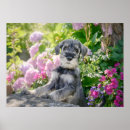 Search for schnauzer puppy posters Dog