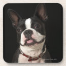 Search for collare coasters Dog