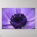 Search for windflower posters Garden