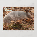 Search for armadillo horizontal postcards Texas