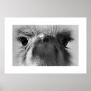 Search for ostriches posters Photography