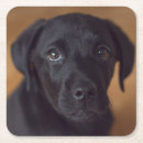 Search for black labrador coasters Animal