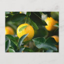 Search for fruit tree postcards Photography