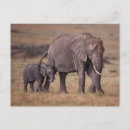 Search for elephant calf postcards Endangered species