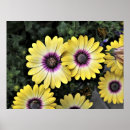 Search for osteospermum posters Daisy