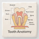 Search for anatomy coasters Health