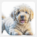 Search for brown poodle stickers Animal