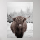 Search for hairy art Cow