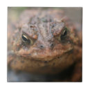 Search for toad tiles Nature