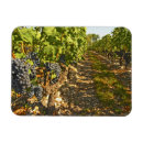 Search for cabernet magnets Vineyard