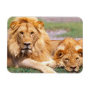 Search for pair magnets Couple