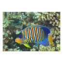 Search for angelfish art Tropical
