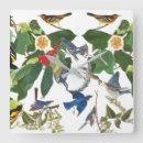 Search for oriole art Audubon